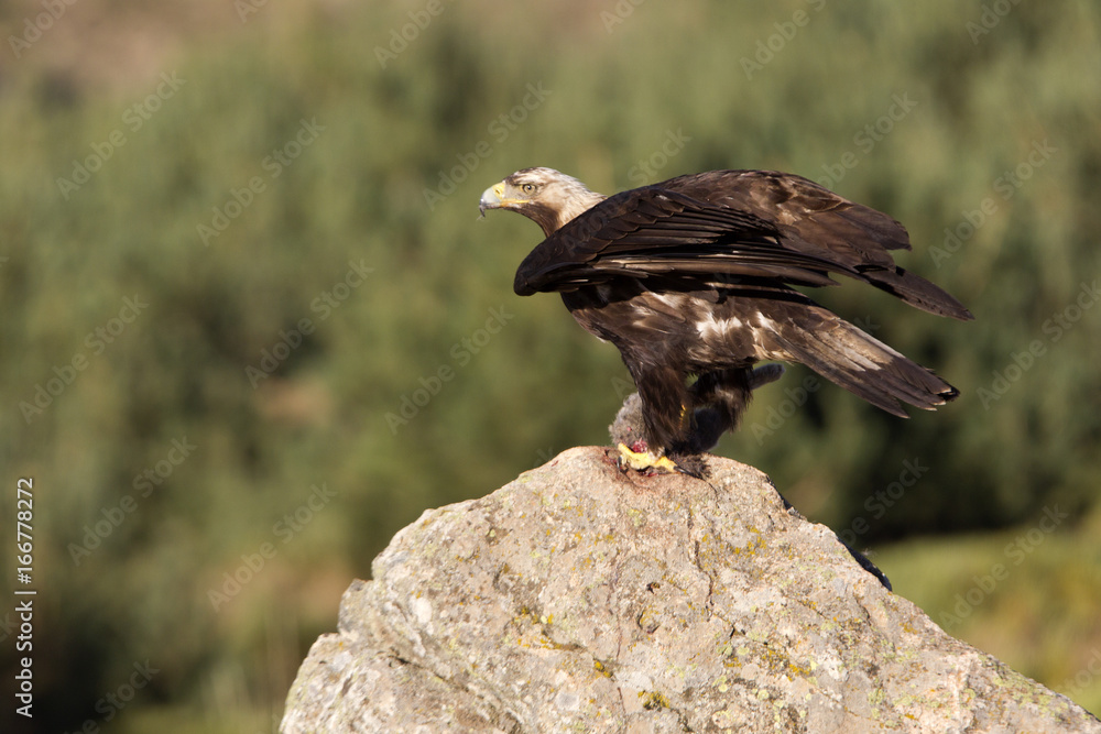 Fototapeta premium Adul male of Spainsh imperial eagle. Aquila adalberti