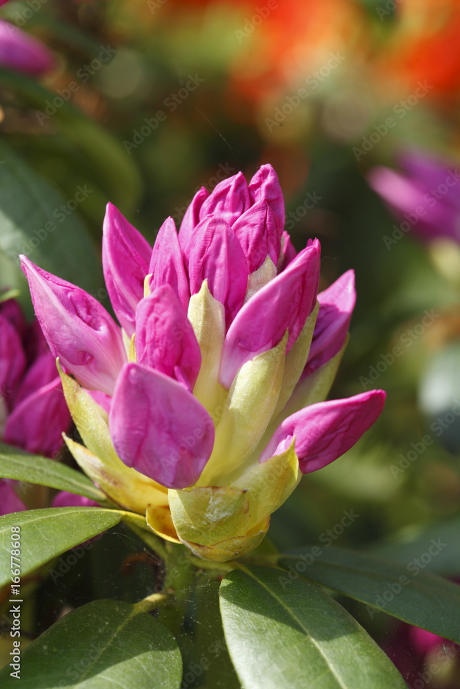 rosa Rhododendronknospe rosa Rhododendronknospe