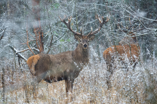 Red Deer Buck. Majestic Powerful Adult Deer ( Cervidae ) In Thickett Of Winter Forest, Belarus. Wildlife Scene From Nature, Europe.A Male Of Noble Deer  With Grate Antlers Standing On Grass With Snow photo