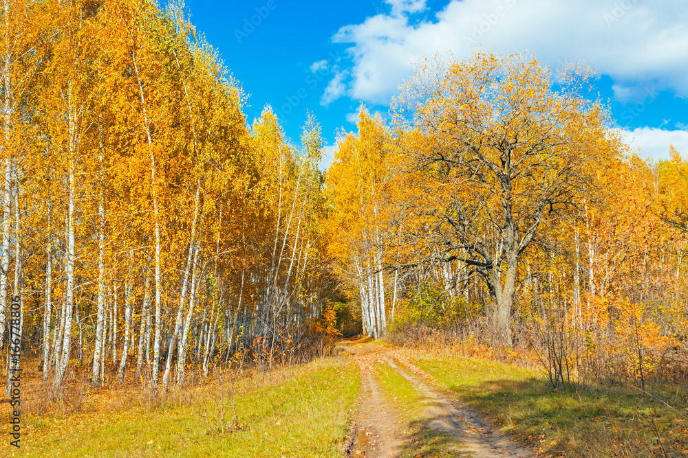 Fototapeta premium autumn birch forest
