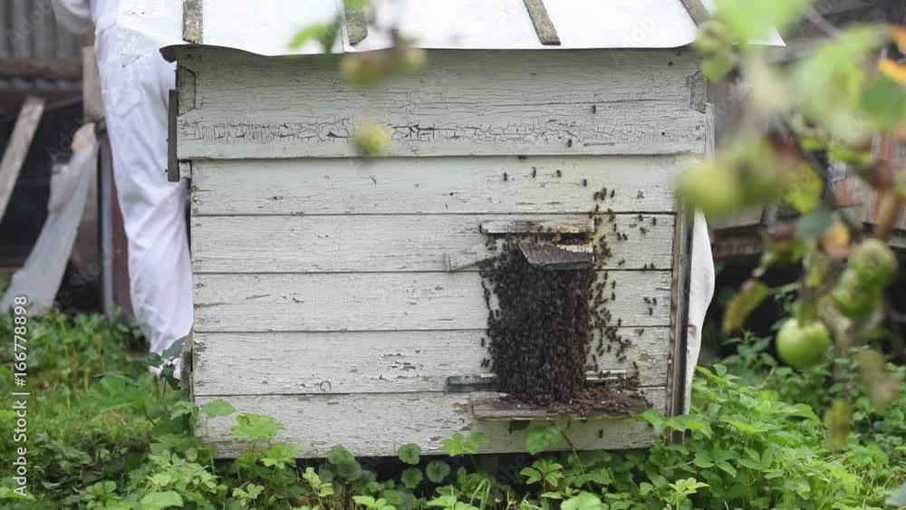 Life of bees and preparation for gathering honey. Ukraine Life of bees and preparation for gathering honey. Ukraine
