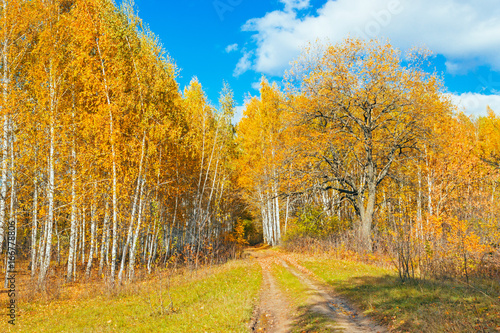 autumn birch forest