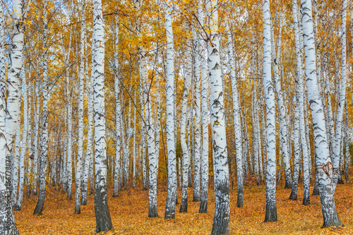 autumn birch forest