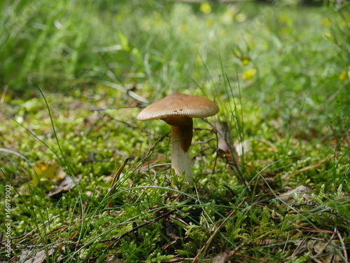 brown toadstool in forest