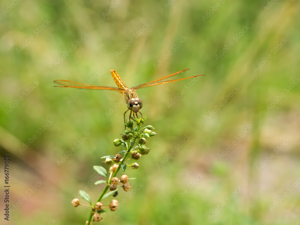 orange dragonfly sits on a flower grass. orange dragonfly sits on a flower grass.