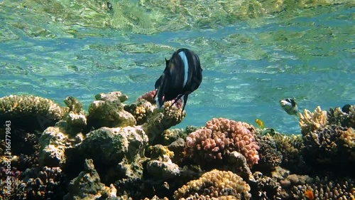Black durgeon Melichthys niger swimming underwater in Red Sea photo