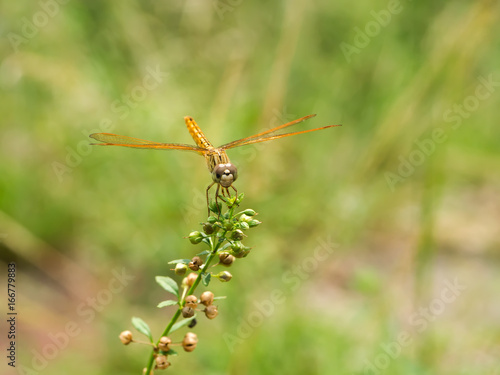 orange dragonfly sits on a flower grass. © noppharat