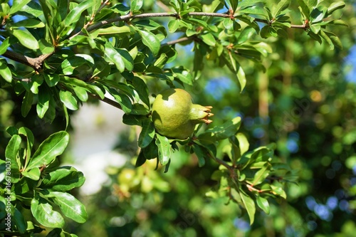 Detail of green pomegranate fruit on tree