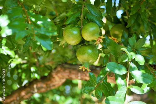 Detail of green pomegranate fruit on tree