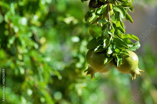 Detail of green pomegranate fruit on tree
