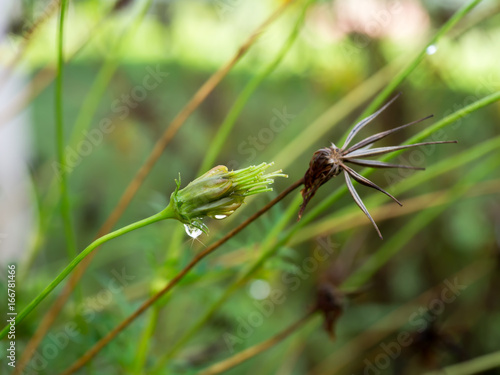 seeds of cosmos flower. © noppharat