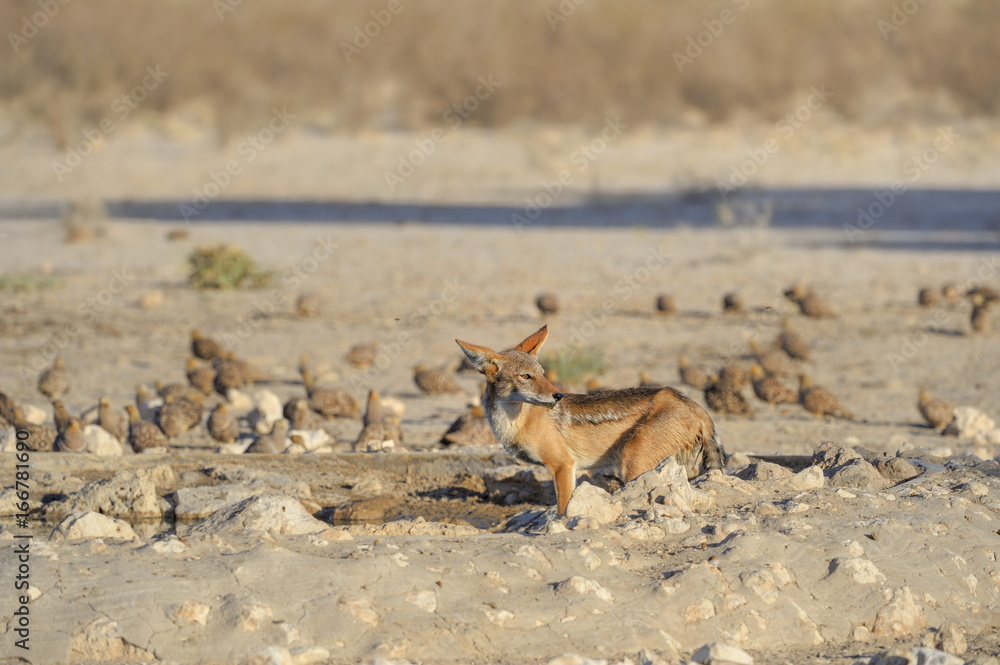 Black backed jackal (canis mesomelas) hunting sandgrouse at a desert waterhole, KGALAGADI. Black backed jackal (canis mesomelas) hunting sandgrouse at a desert waterhole, KGALAGADI.