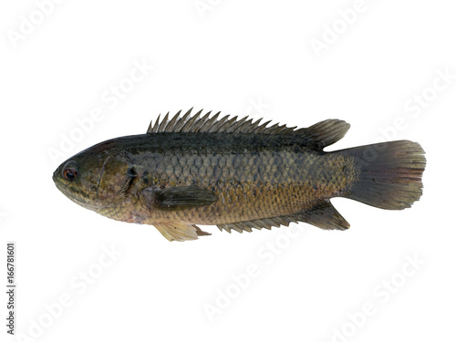 Climbing perch fish isolated on white background
