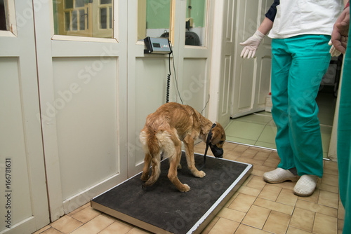 Measuring weight before veterinarian examining photo
