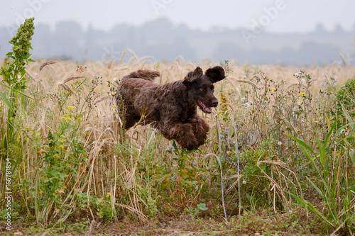 Cockapoo dog jumping through long grass