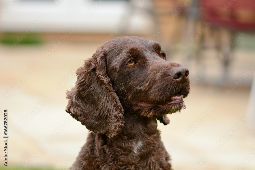 Cockapoo dog portrait Cockapoo dog portrait