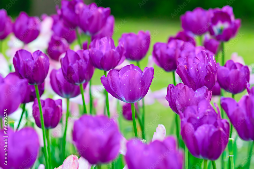 Flower tulips background Flower tulips background