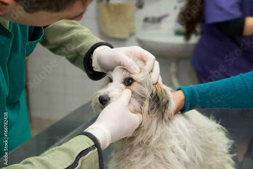 The veterinarian examines the eyes of the dog photo