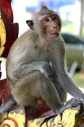 Macaque Temple Monkeys Waiting for Food Handouts near Bangkok Thailand