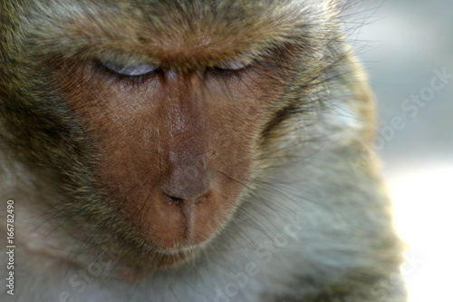 Macaque Temple Monkeys Waiting for Food Handouts near Bangkok Thailand