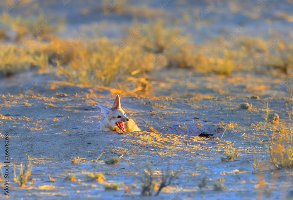Fototapeta premium CAPE FOX in the KGALAGADI
