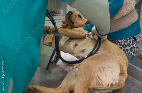 At the vet, abdomen examining photo