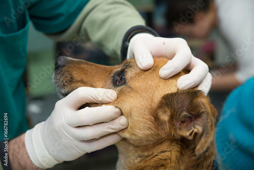 At the vet, examination of the eye photo