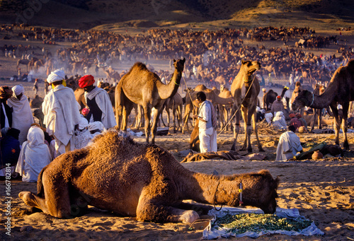 PUSHKAR, INDIA - NOVEMBER 17: Camels at the annual livestock fair