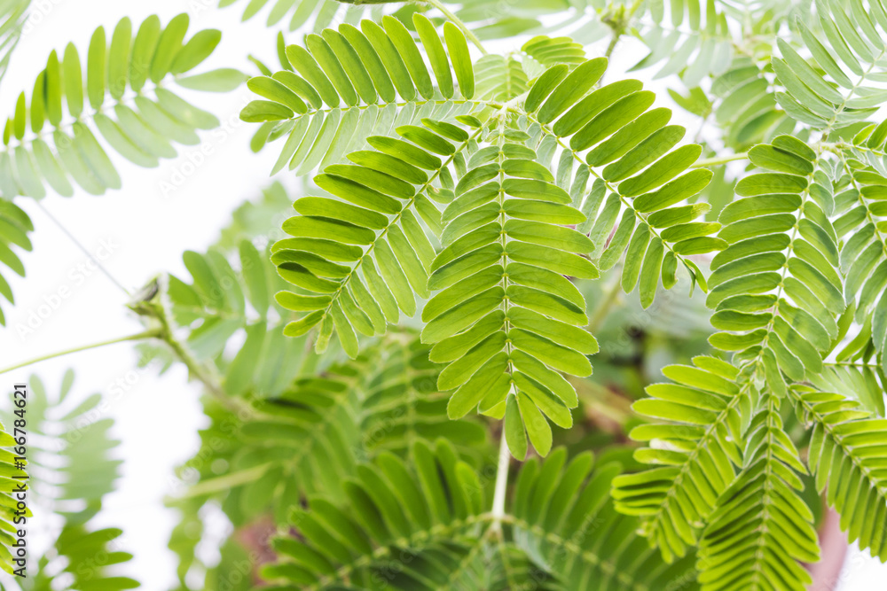 おじぎ草 おじぎ草