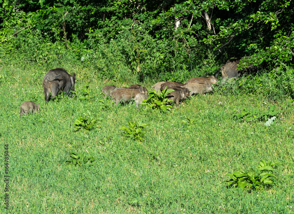 Numerous wild boar family grazing in a meadow Numerous wild boar family grazing in a meadow