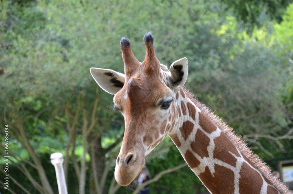 Obraz premium tête de girafe