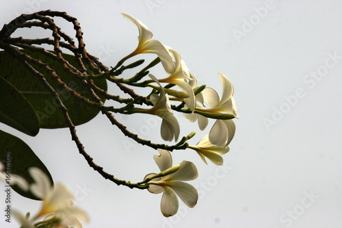 Frangipani flower or Leelawadee flower on the tree-  a small white flower, is one of the most beautiful, exotic and useful plants among the fragrant tropical flowers in Thailand.