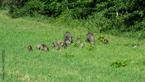 Fototapeta Naklejka Na Ścianę i Meble -  Numerous wild boar family grazing in a meadow