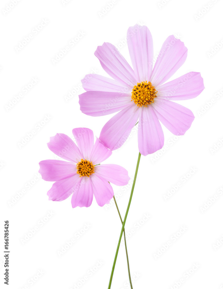  Two light pink Cosmos flowers isolated on white background. Garden Cosmos.
