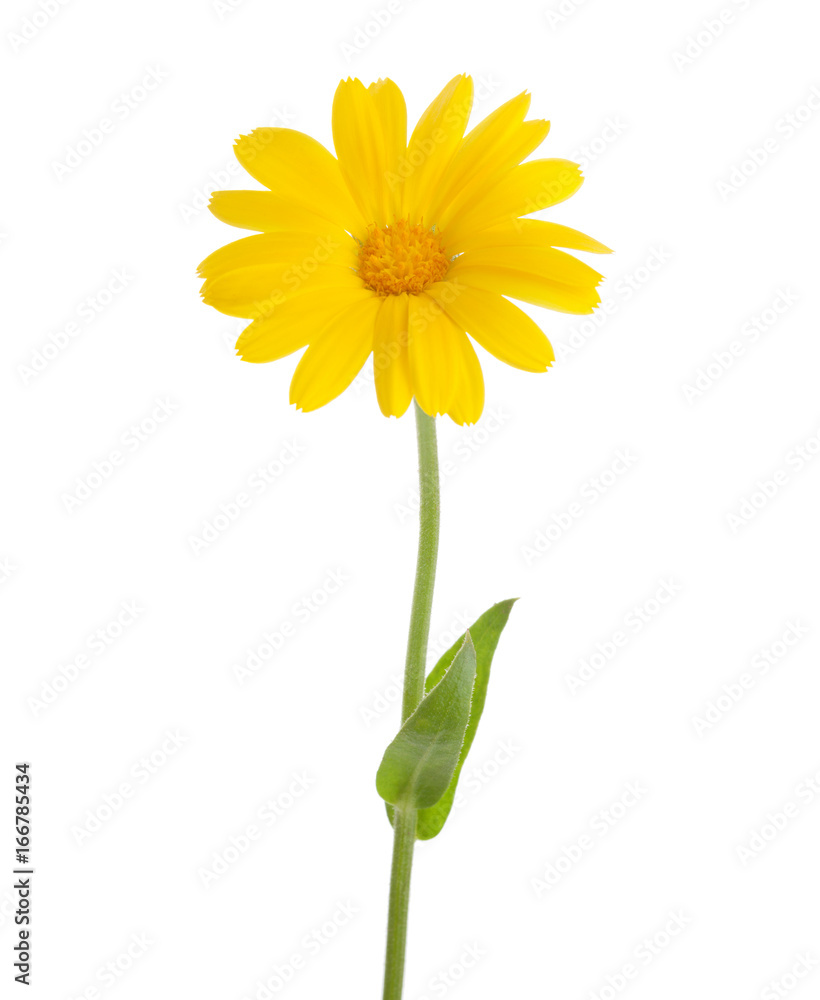 Fototapeta premium Yellow flower (Calendula officinalis) with leaves isolated on a white background.