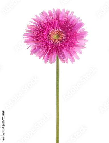 Gerbera of a magenta color   isolated on white background.