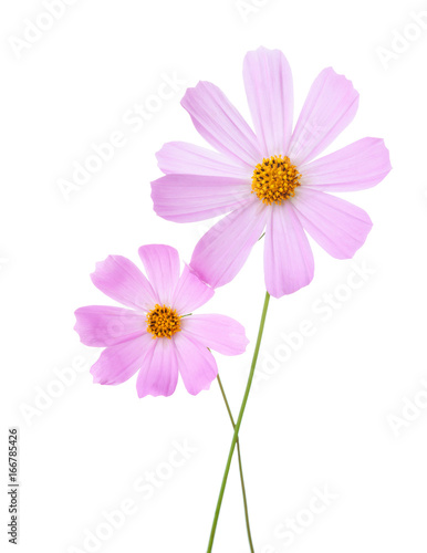 Two light pink Cosmos flowers isolated on white background. Garden Cosmos.