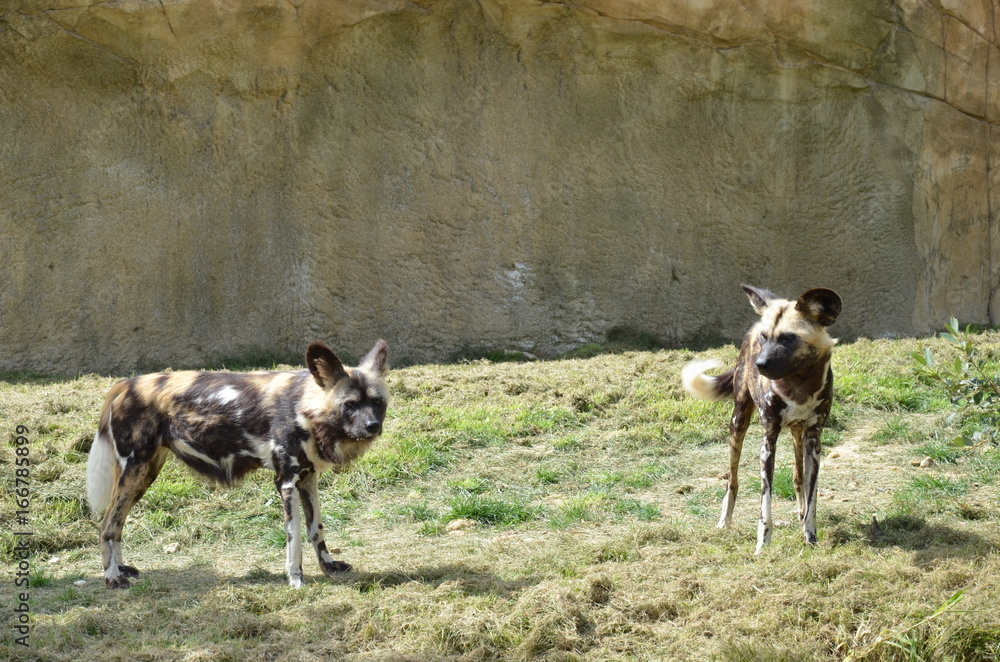 Lycaon - sauvage hyène foto de Stock | Adobe Stock