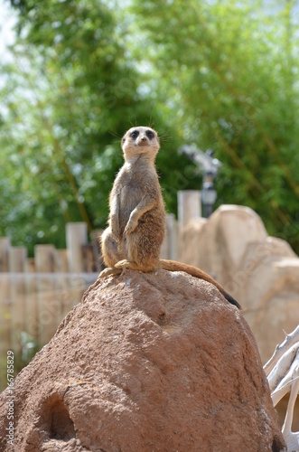 suricate en observation photo