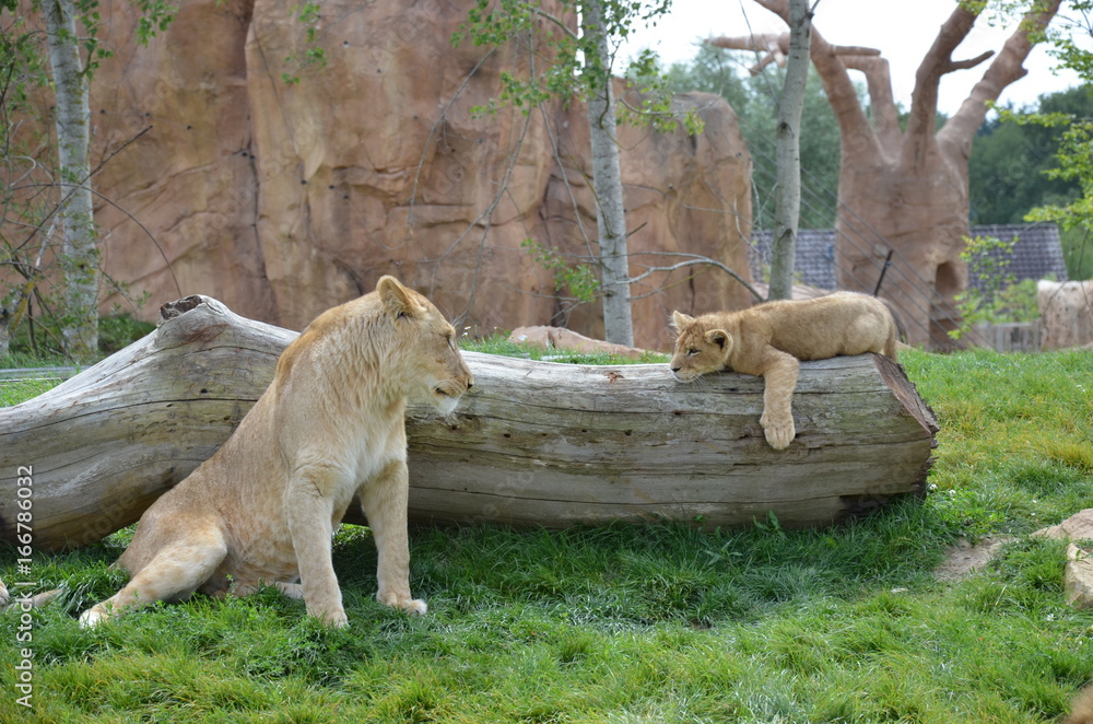 Naklejka premium lionne et son lionceau qui se regardent