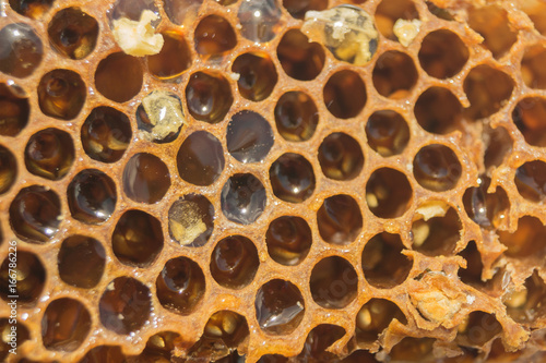 Brown sweet honeycomb with honey, closeup