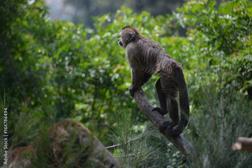 Naklejka premium Cute monkey climbing on a branch