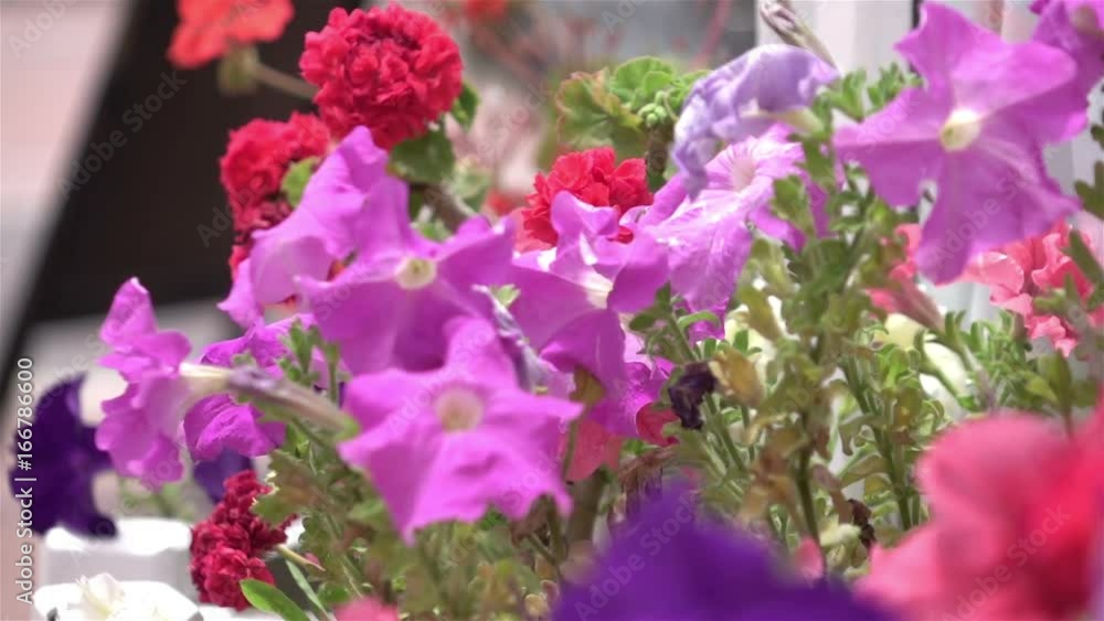 High quality video of flowers in the garden in real 1080p slow motion 250fps High quality video of flowers in the garden in real 1080p slow motion 250fps