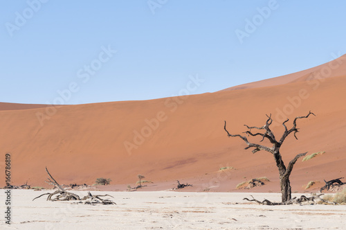 Dead acacia trees and dunes in the Namib desert / Dunes and dead acacia trees in the Namib desert, Dead Vlei, Sossusvlei, Namibia, Africa.