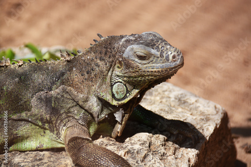 Beautigul iguana laying on a rock