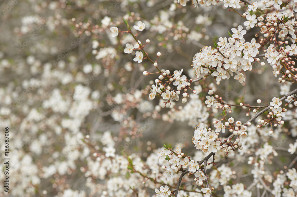 Blooming cherry tree in spring Blooming cherry tree in spring