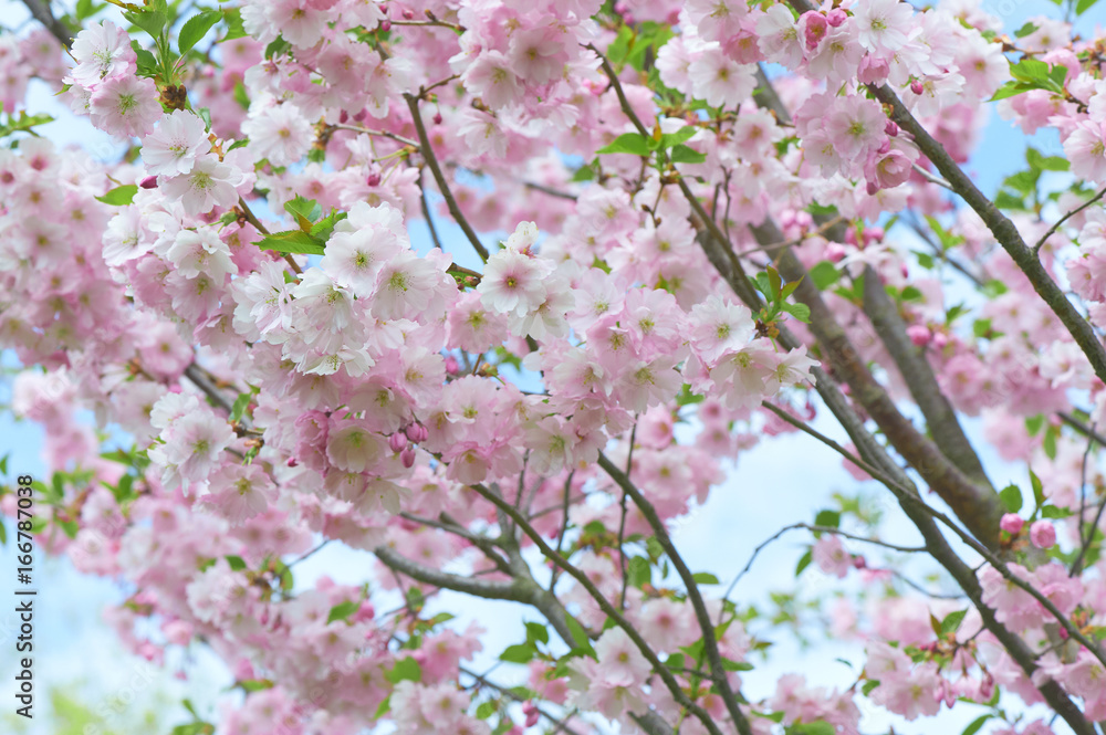 The late varieties of Japanese Sakura that grow in northern Europe The late varieties of Japanese Sakura that grow in northern Europe