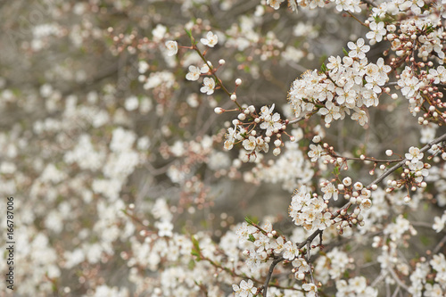 Blooming cherry tree in spring © Alex Shadrin