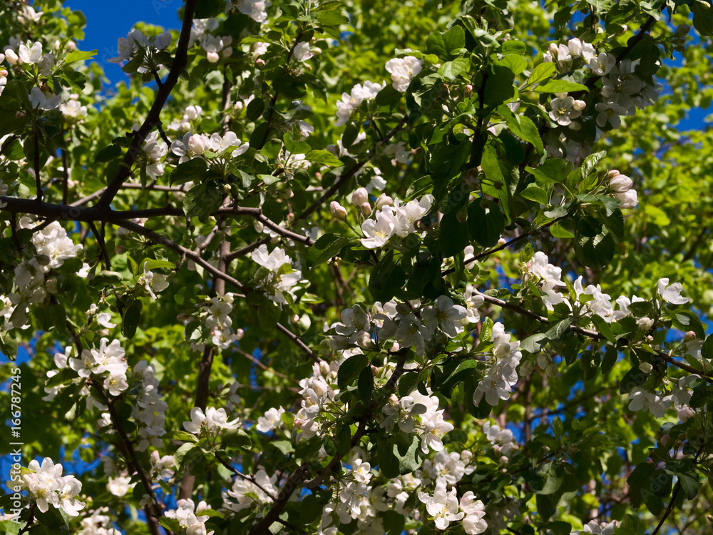 Fototapeta premium Apple-tree flowering