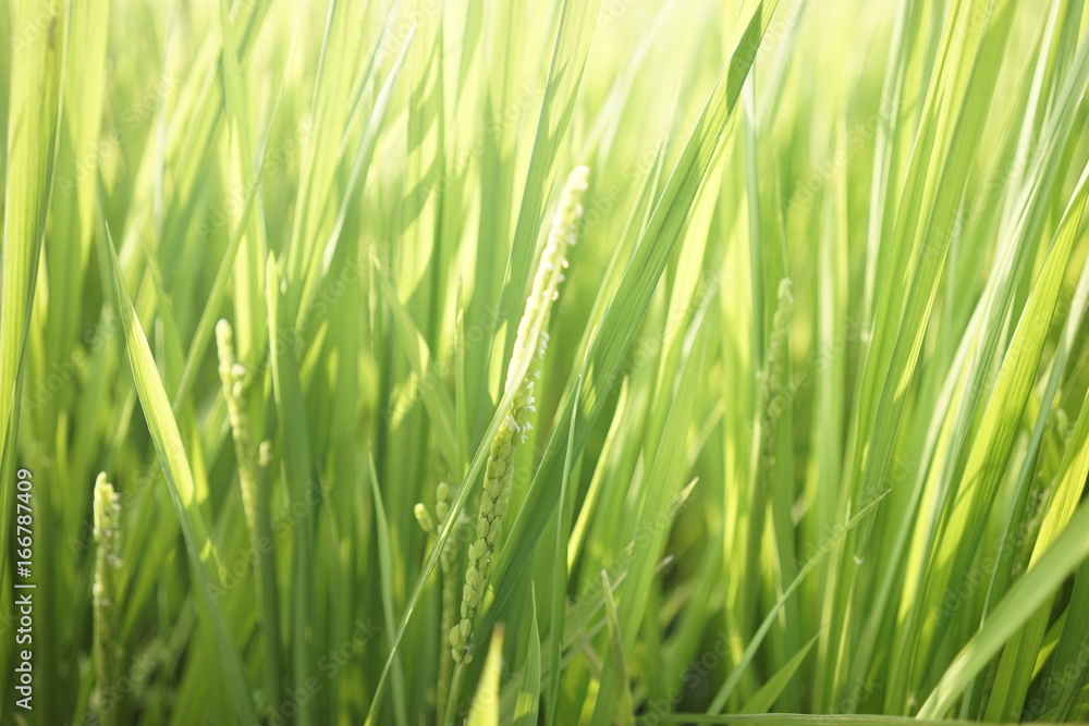 Green paddy field on summer in Kanagawa, Japan. Green paddy field on summer in Kanagawa, Japan.